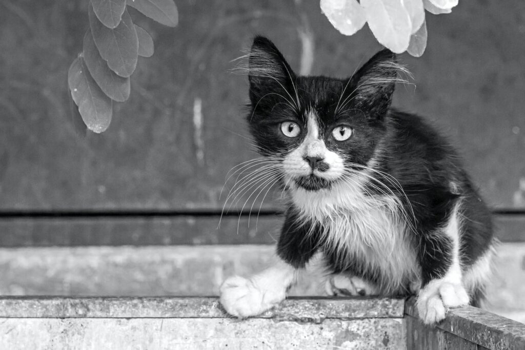 black and white kitten